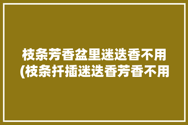 枝条芳香盆里迷迭香不用(枝条扦插迷迭香芳香不用)「迷迭香枝可以扦插吗?」