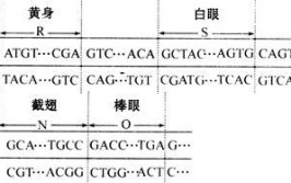 成人答案机考软件(答案创业者碱基连词核糖)