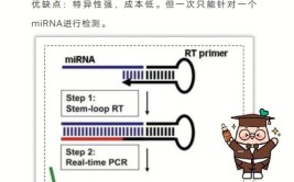 须知操作技巧新手分享qPCR(引物扩增阴性对照效率)「qpcr引物扩增效率怎么做」