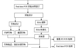 定量荧光实时操作流程PCR(离心管转录引物基因定量)