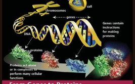 基因组更多精彩功能基因组学(基因组群体基因组学功能基因)