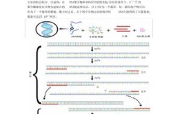 详解操作流程PCR(扩增引物缓冲液电泳模板)「pcr扩增产物电泳」