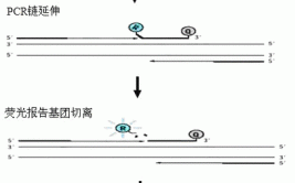 定量荧光实时步骤PCR(引物溶液电泳样品浓度)「荧光定量pcr引物的浓度是多少」