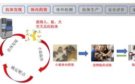 有多外行港股奥赛方式IPO(抗体小鼠奥赛药物模型)