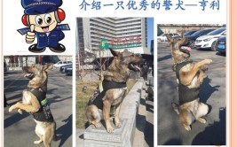 狗狗警犬教你技能(狗狗警犬的人教你主人)