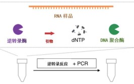 这一知多少就够了RTPCR(引物转录逆转录步法这一)「逆转录引物和qpcr引物」