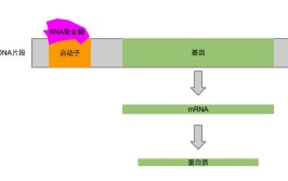 清了关系dNdSKaKs(突变位点清了密码子关系)